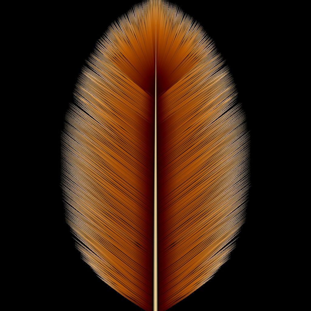 Preview of animals feathers brown