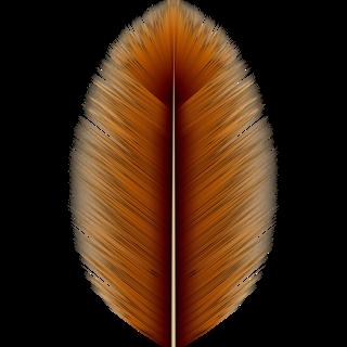Preview of animals feathers brown