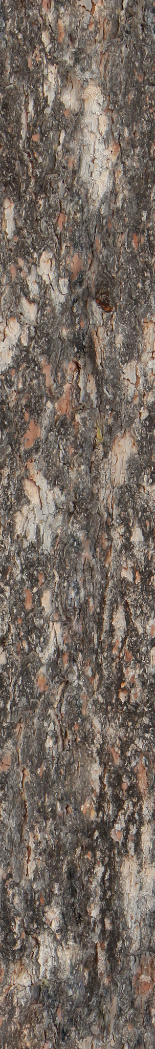 Preview of bark long 02