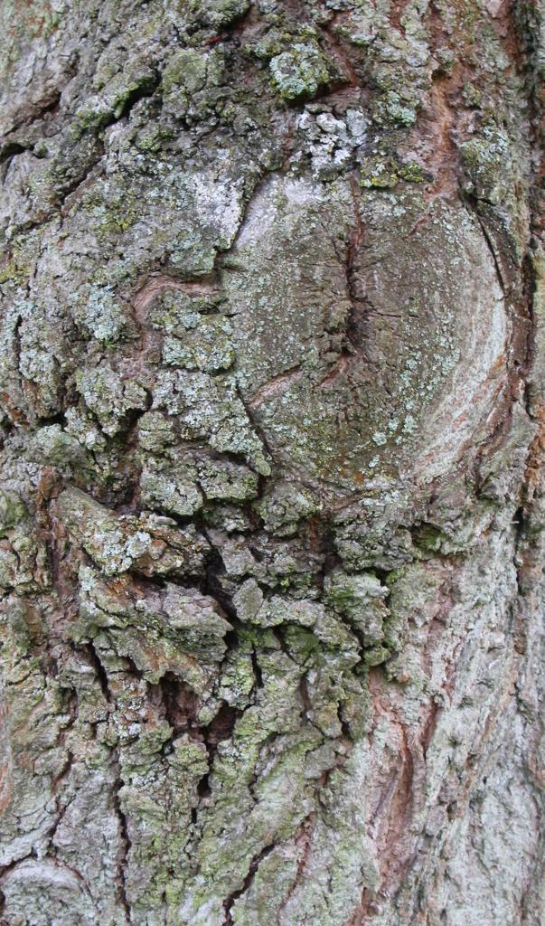 Preview of bark special 01
