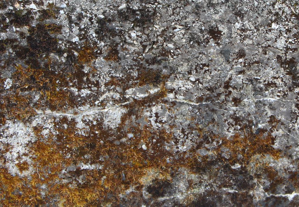 Preview of concrete mossy 01