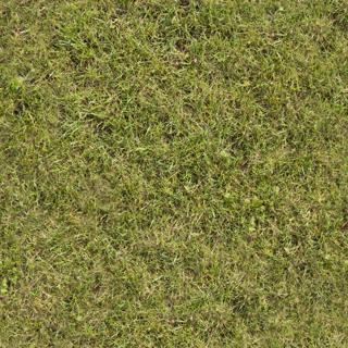 Preview of eisklotz grass 01