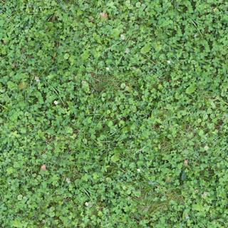 Preview of grass clover 01