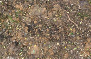 Preview of ground dirt raw 02