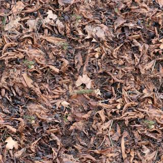 Preview of ground leaves 01