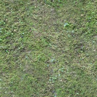Preview of ground mossy 01