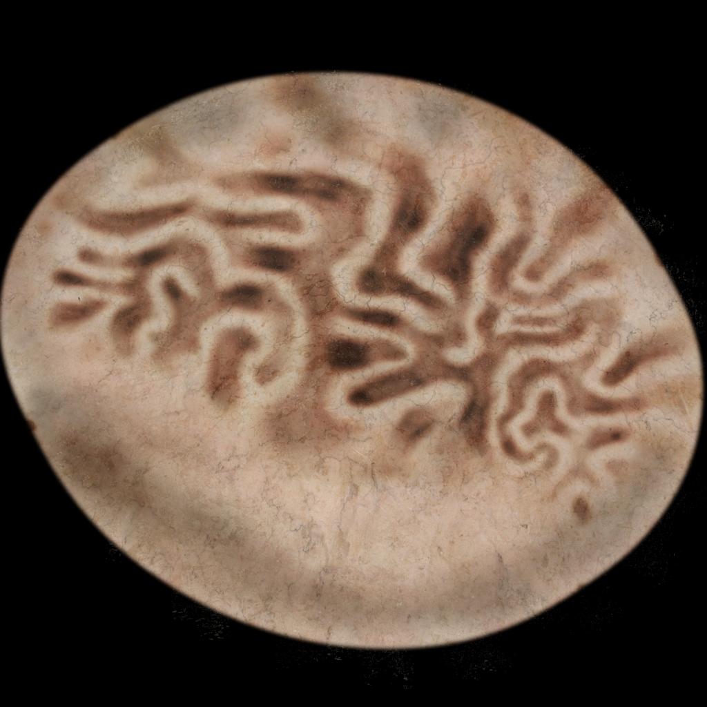 Preview of human brain half