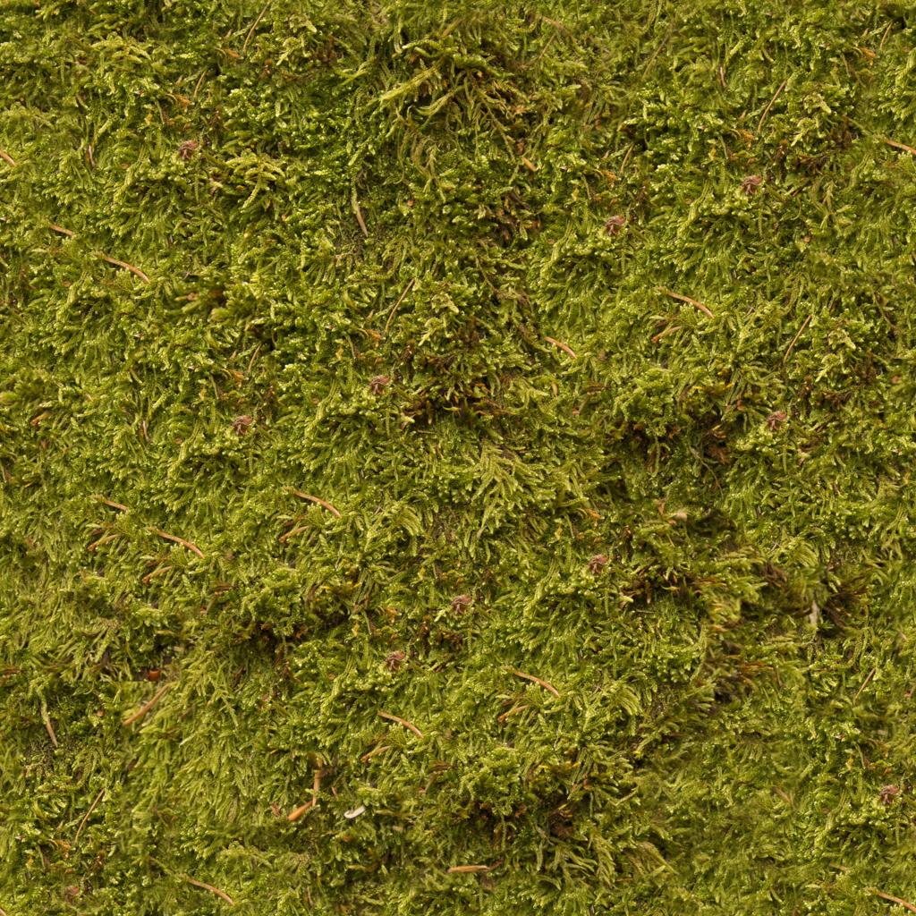 Preview of eisklotz moss 01