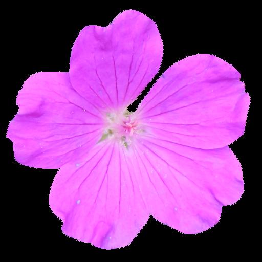Preview of flower pink 01