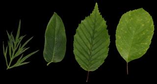 Preview of leaf collection 02