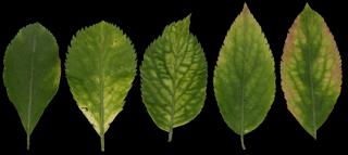 Preview of leaf collection 03