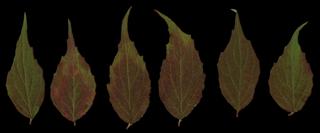 Preview of leaf collection 04