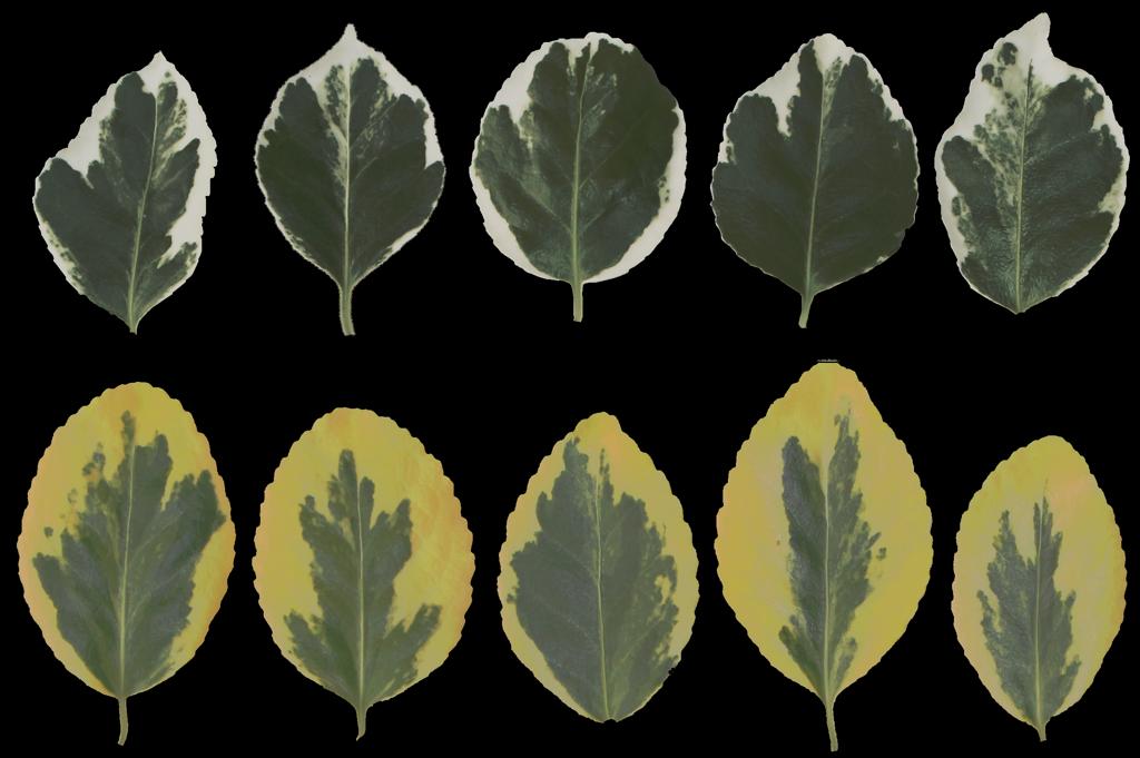 Preview of leaf collection 05