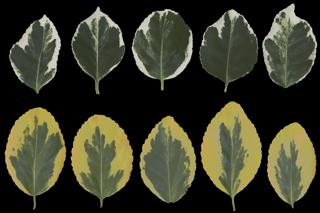 Preview of leaf collection 05