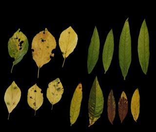 Preview of leaf collection 06 dry