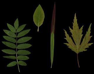 Preview of leaf collection 08