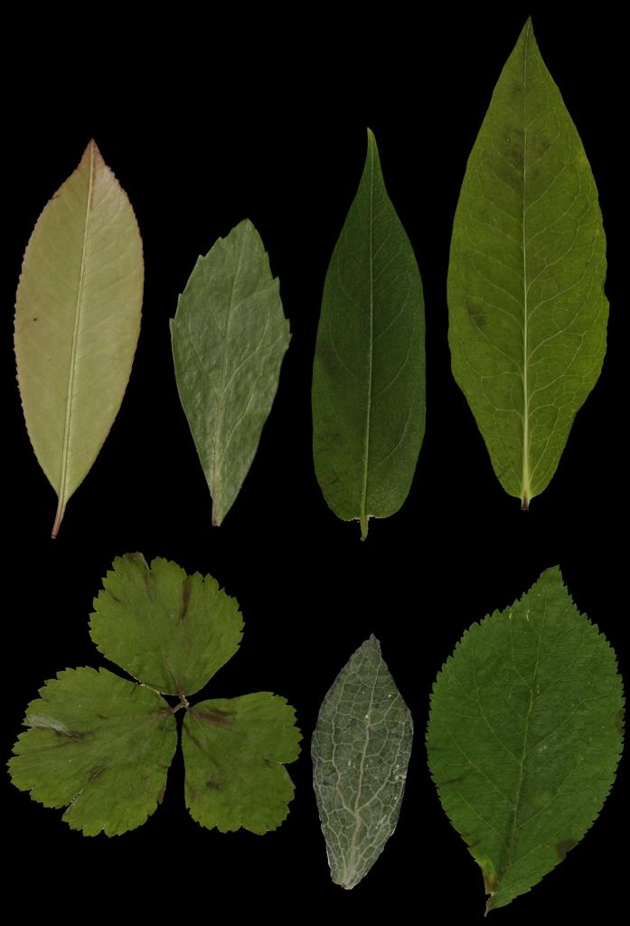 Preview of leaf collection 09