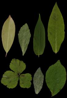 Preview of leaf collection 09