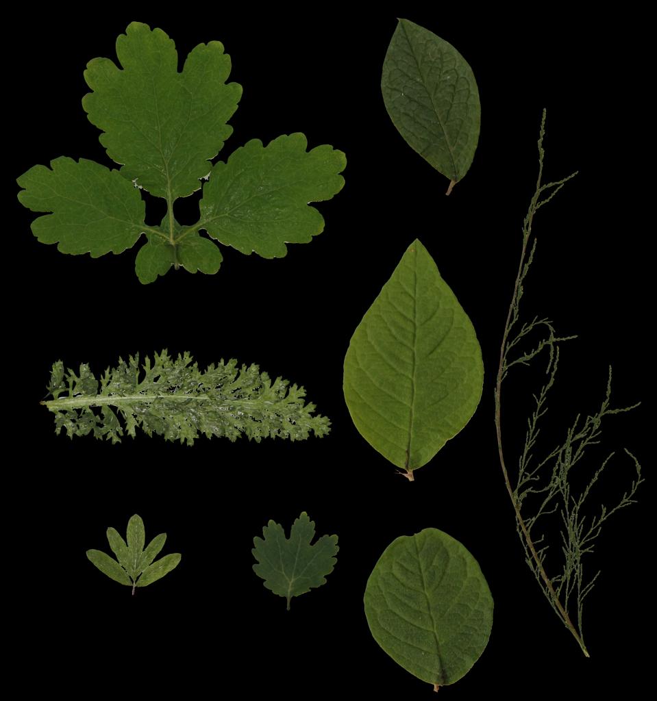 Preview of leaf collection 10
