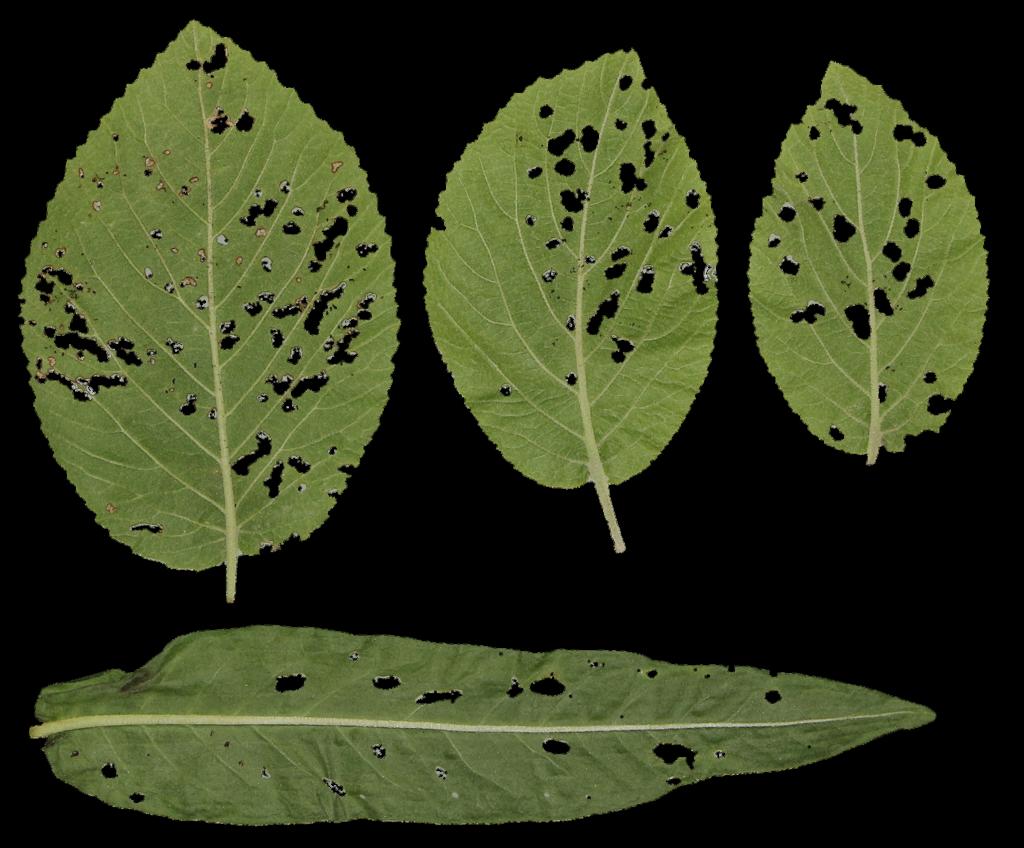 Preview of leaf collection 11 holes