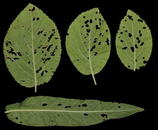 Preview of leaf collection 11 holes