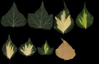 Preview of leaf collection 12 ivy