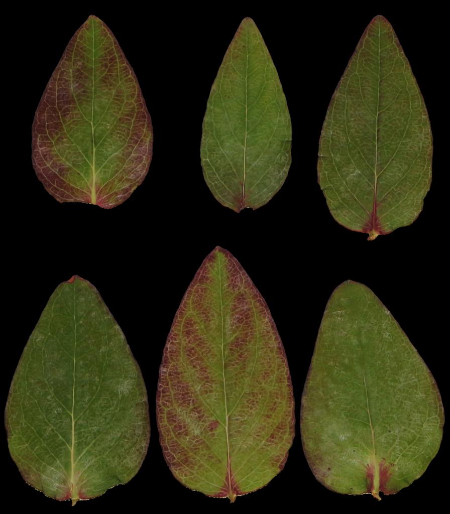 Preview of leaf collection 14 bush