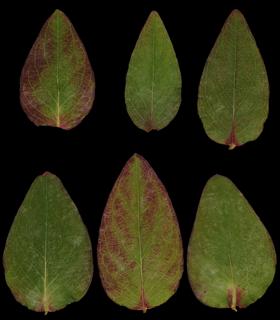 Preview of leaf collection 14 bush