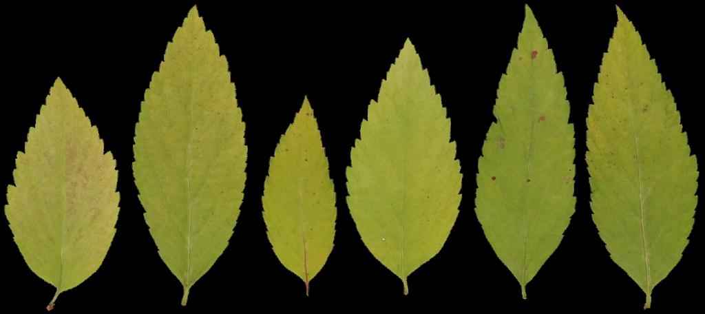 Preview of leaf collection 15 bush