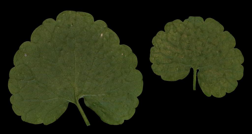 Preview of leaf collection 16