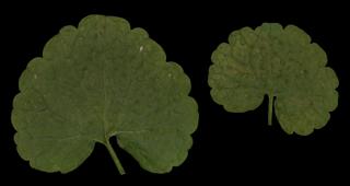 Preview of leaf collection 16