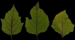 Preview of leaf collection 17