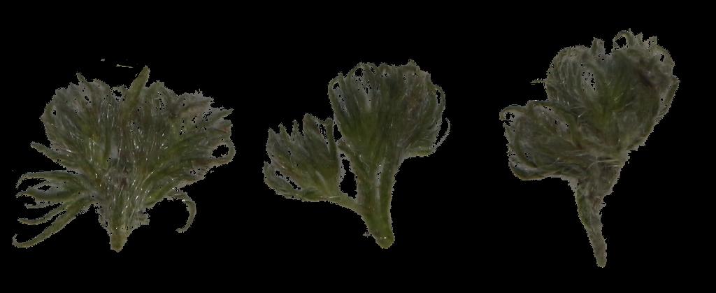 Preview of leaf collection 19