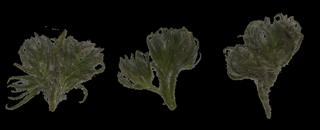 Preview of leaf collection 19