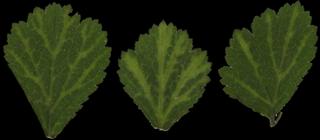 Preview of leaf collection 20 clover