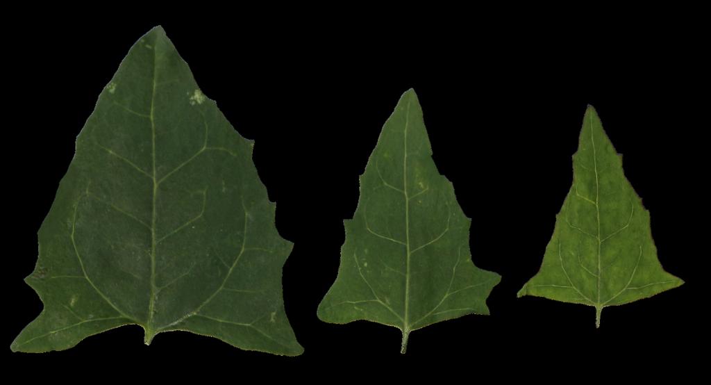 Preview of leaf collection 21