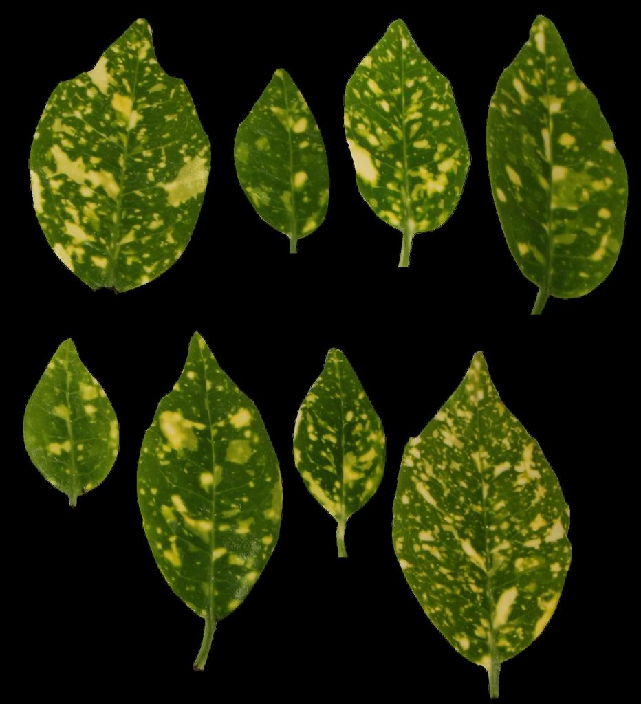 Preview of leaf collection 22 spots