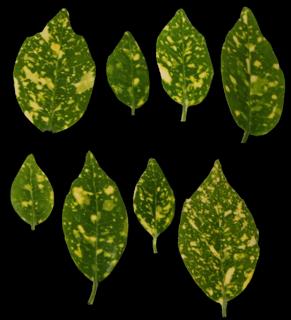 Preview of leaf collection 22 spots