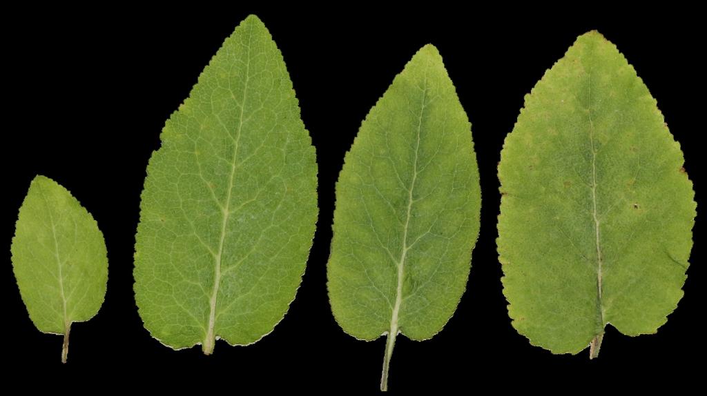 Preview of leaf collection 23