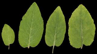 Preview of leaf collection 23