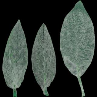 Preview of leaf collection 24 hairy