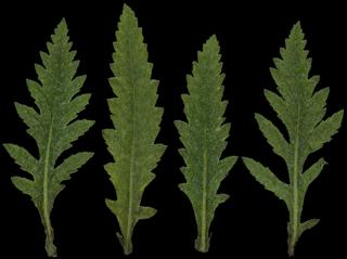 Preview of leaf collection 25