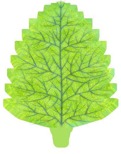 Preview of plants leaf birch col stylized