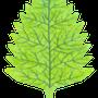 Preview of plants leaf birch col stylized