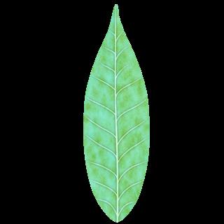 Preview of plants leaf bush col stylized