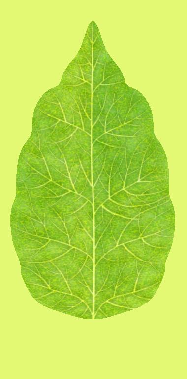 Preview of plants leaf generic col stylized