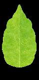 Preview of plants leaf generic col stylized