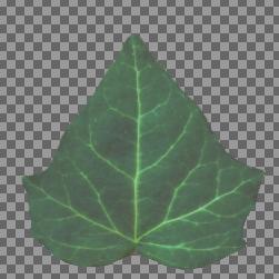 Preview of plants leaf ivy color