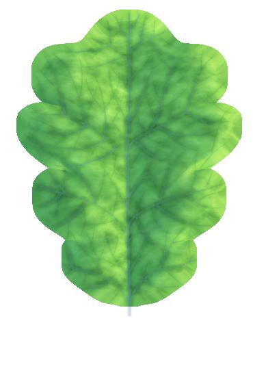 Preview of plants leaf oak col stylized