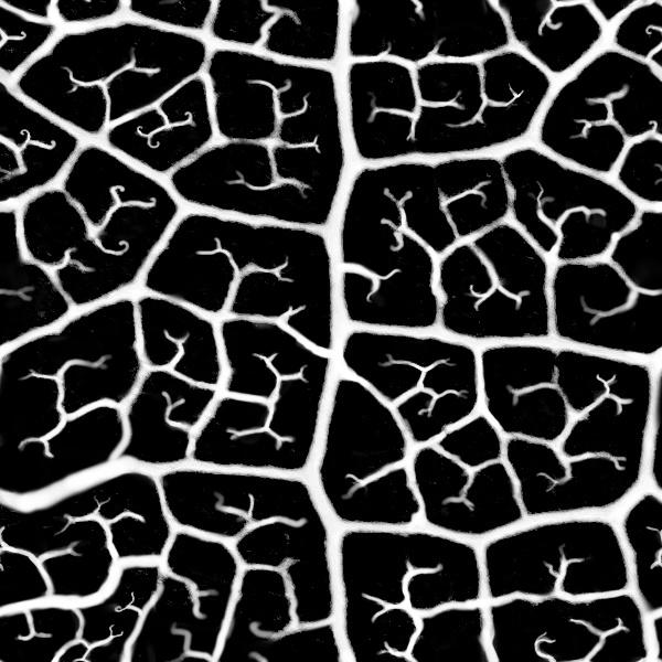 Preview of plants leaf veins stylized mask